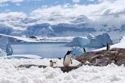 Well Traveled with AAA Antarctica